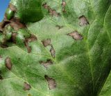 Caltha palustris