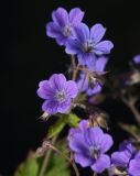 Geranium sylvaticum. Цветки с типичной окраской. Мурманская обл., Кольский р-н, пос. Мурмаши, берег руч. Кротовый. 09.07.2015.