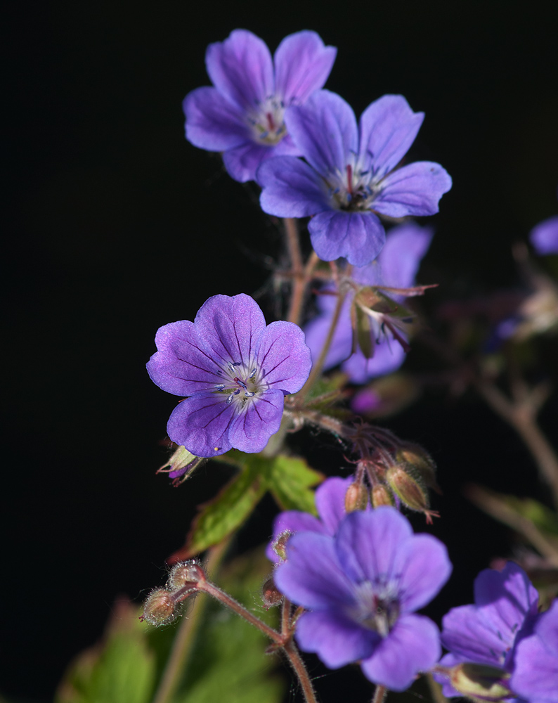 Изображение особи Geranium sylvaticum.