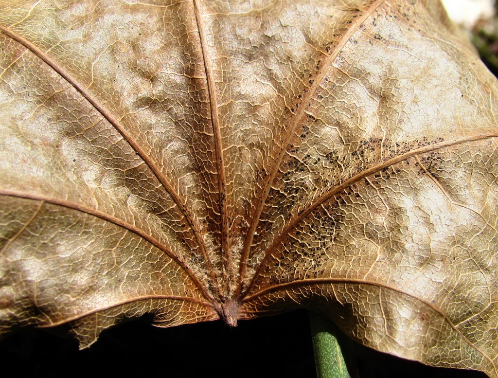 Изображение особи Acer cappadocicum.