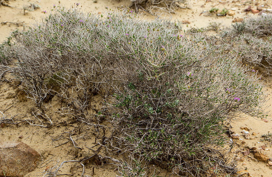 Image of Thymbra capitata specimen.