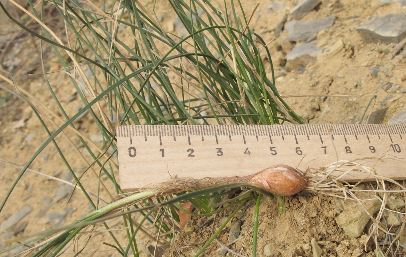 Image of Allium moschatum specimen.