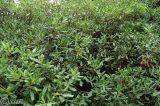 Pittosporum tobira