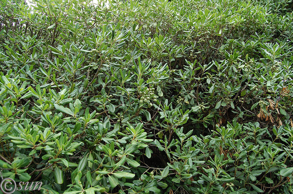 Image of Pittosporum tobira specimen.