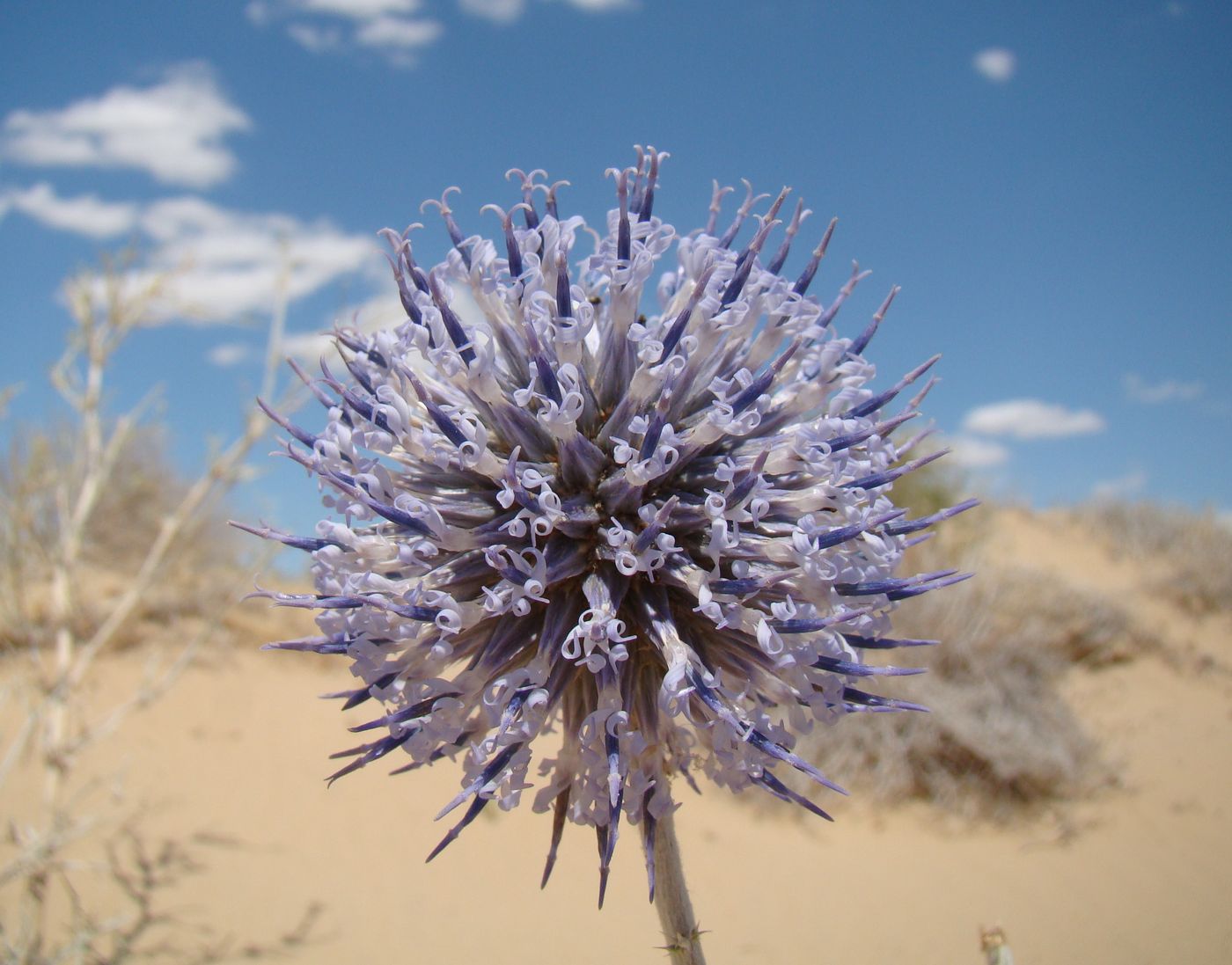 Image of Echinops albicaulis specimen.