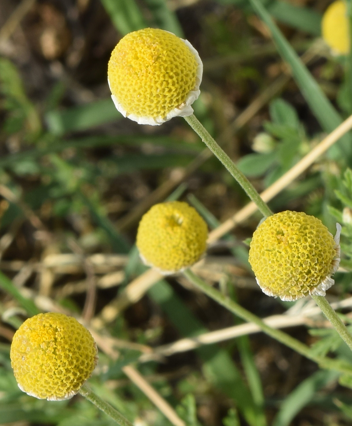 Image of Anthemis ruthenica specimen.