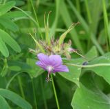 Geranium platyanthum. Соцветие. Иркутская обл., Иркутский р-н, долина р. Иркут. 30.06.2007.