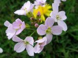 Cardamine pratensis