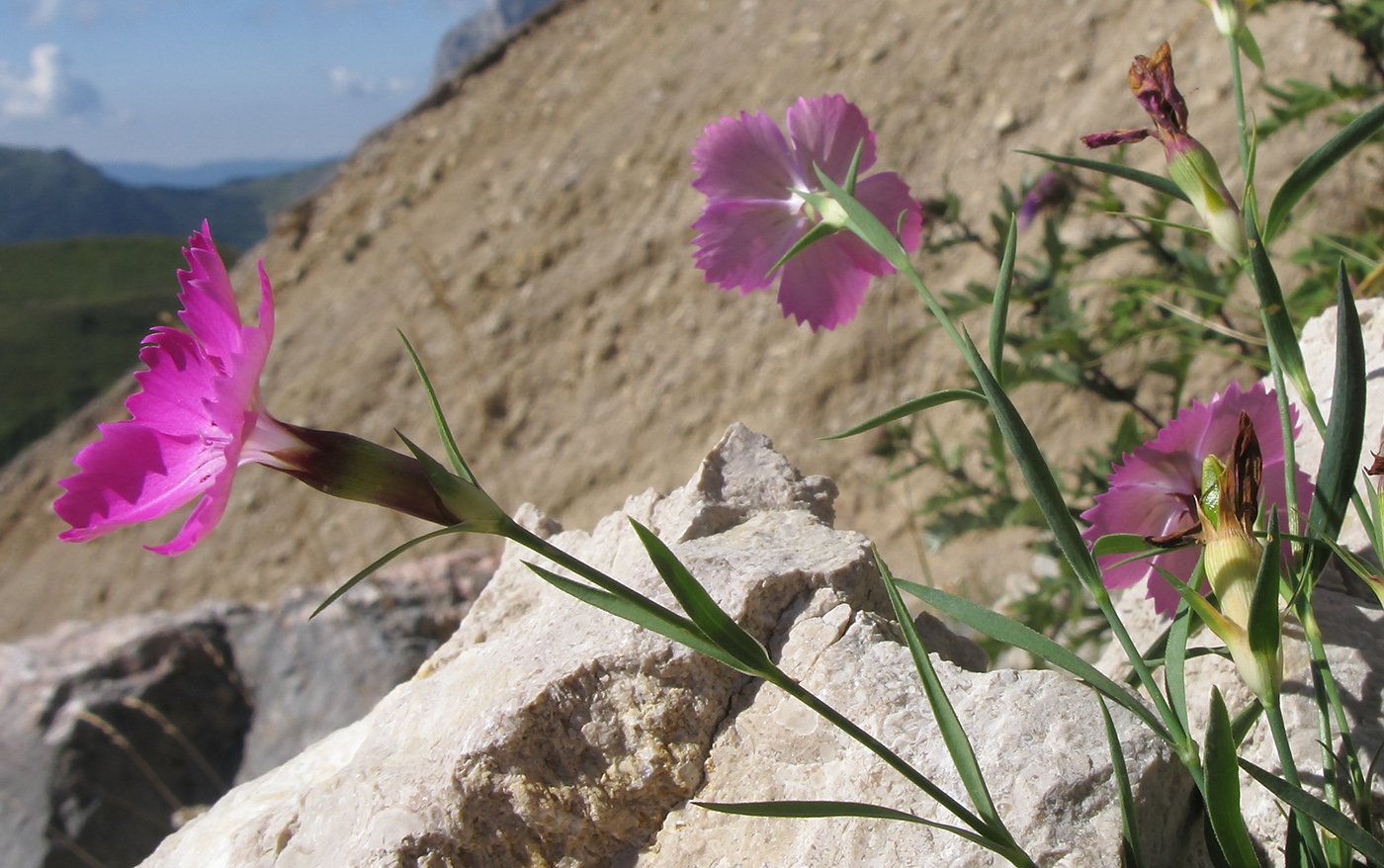 Изображение особи Dianthus oschtenicus.