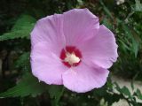 Hibiscus syriacus. Цветок. Краснодарский край, г. Сочи, Лазаревский р-н, пос. Дагомыс, в культуре. 02.08.2015.