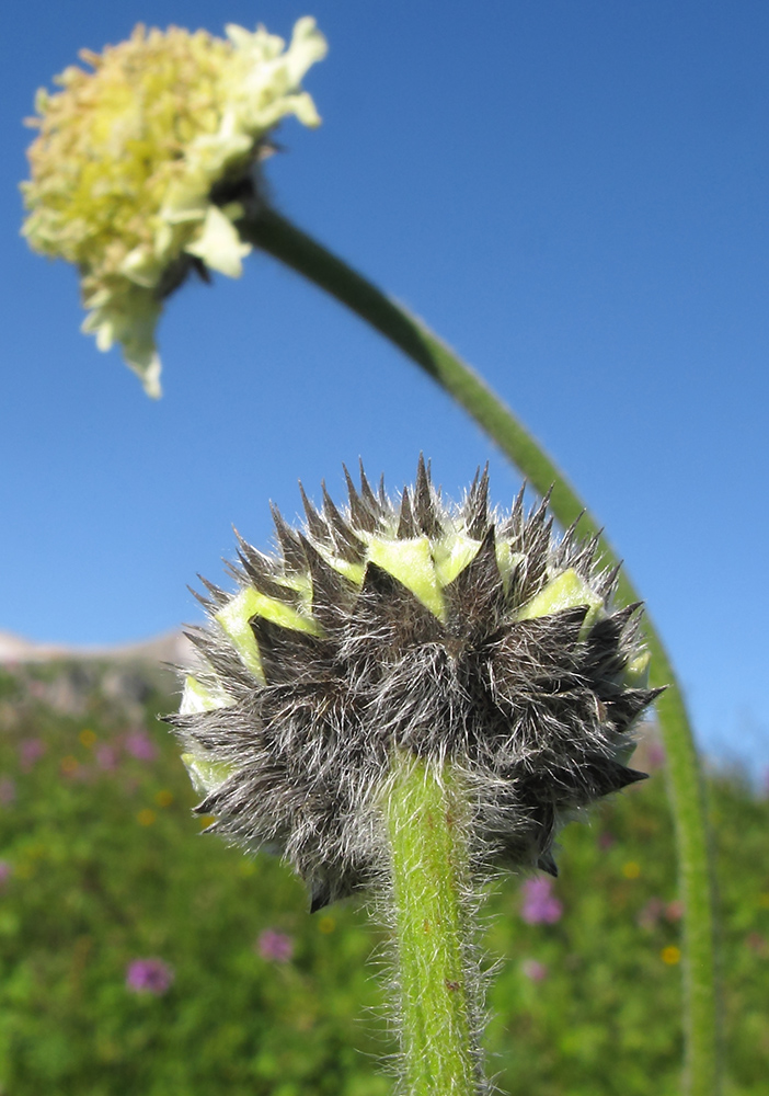 Image of Cephalaria gigantea specimen.