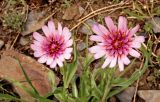 Tragopogon marginifolius. Верхушки цветущих растений. Казахстан, Восточно-Казахстанская обл., Южный Алтай, долина р. Кальджир, пятый каньон. Начало мая 2013 г.