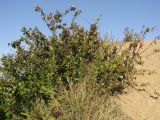 Cotoneaster melanocarpus