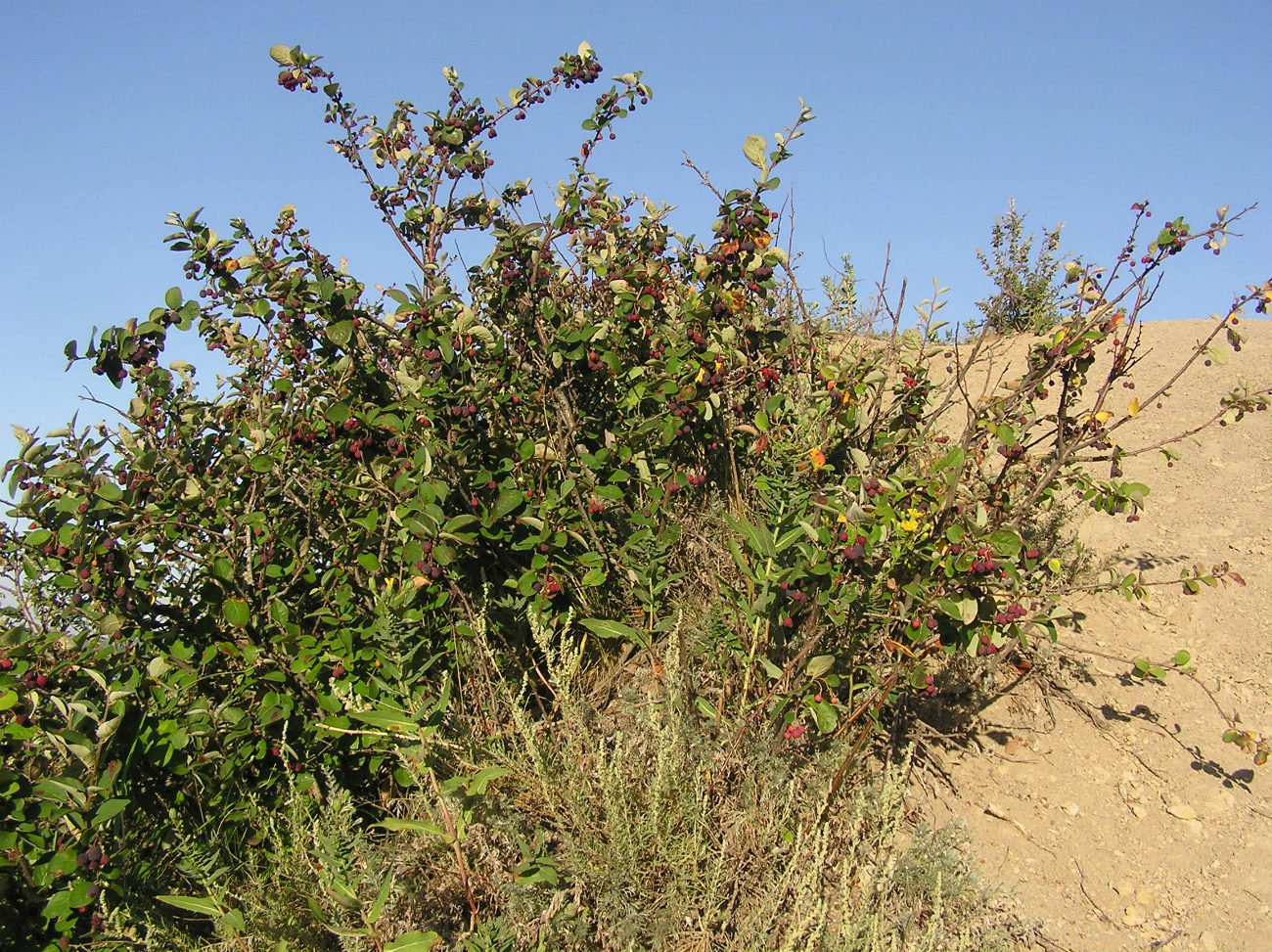 Image of Cotoneaster melanocarpus specimen.