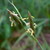 Festuca pratensis. Часть соцветия. Челябинская обл., окр. г. Челябинск, Золотая горка, разнотравная поляна в берёзовом лесу. 30.06.2014.