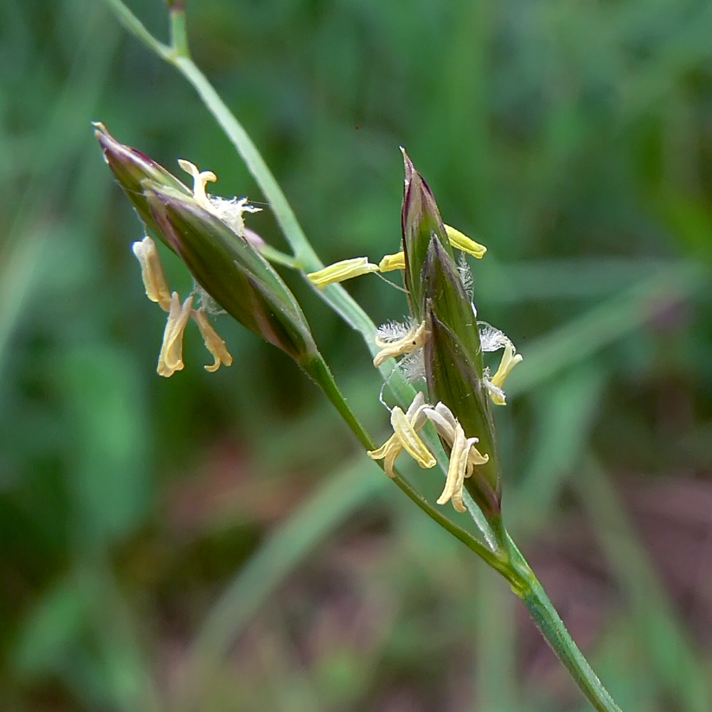 Image of Festuca pratensis specimen.