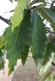 Quercus castaneifolia. Листья. Крым, Симферополь, ботсад университета. 2 ноября 2008 г.