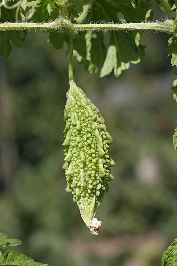 Image of Momordica charantia specimen.