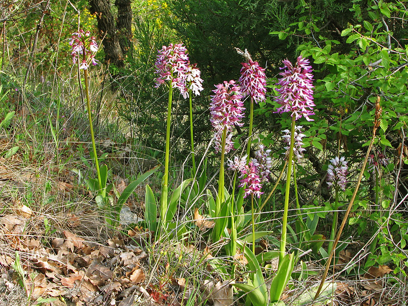 Изображение особи Orchis &times; angusticruris.