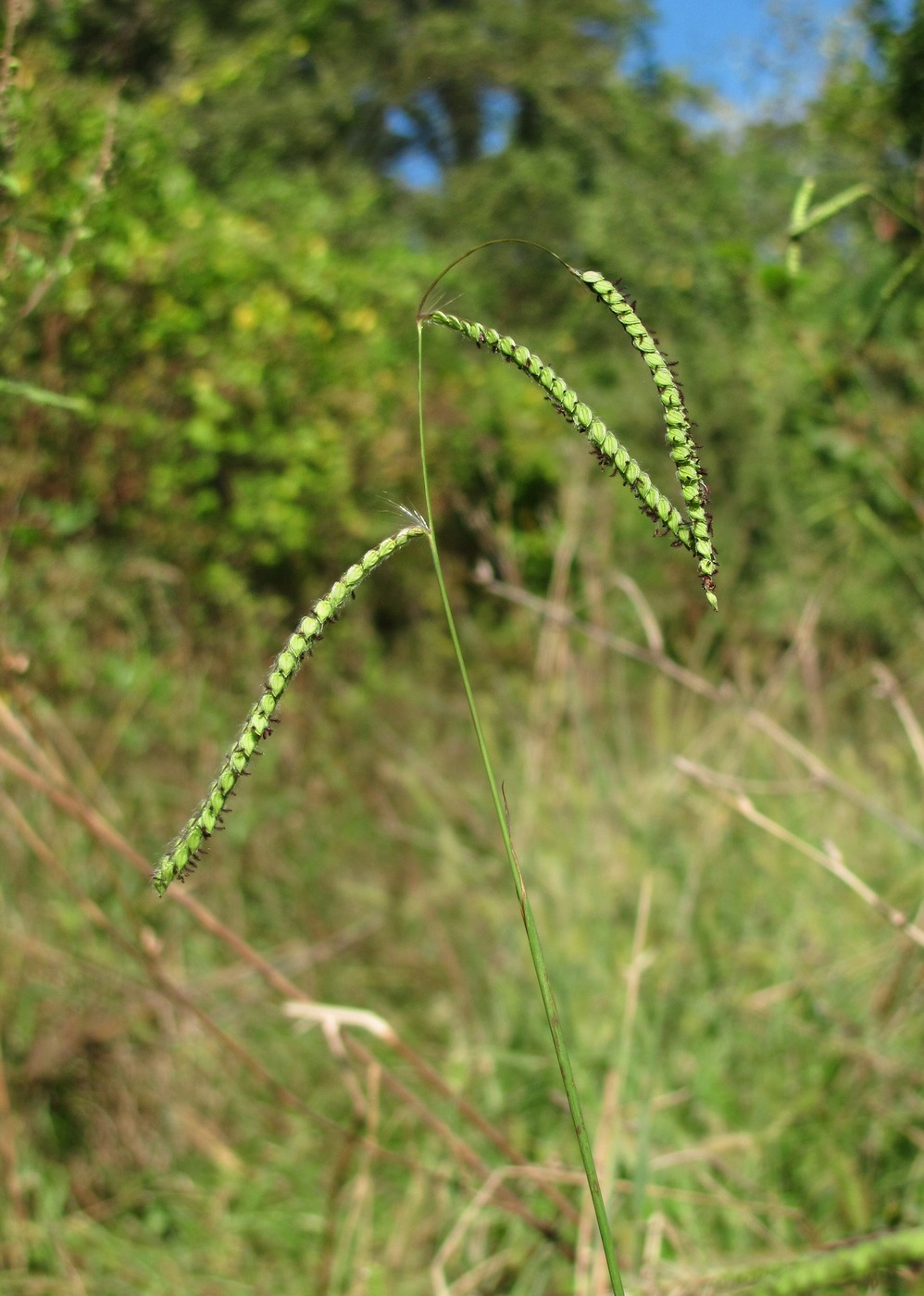 Изображение особи Paspalum dilatatum.