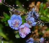 Echium acanthocarpum