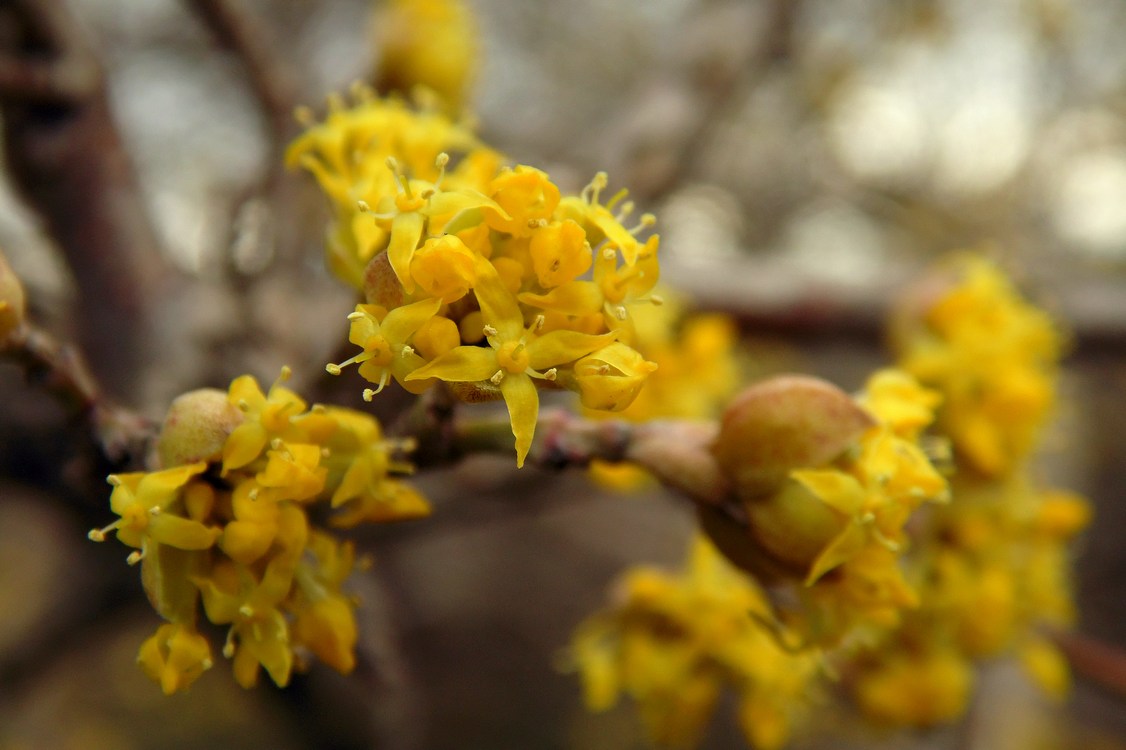 Image of Cornus mas specimen.