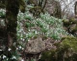 Galanthus plicatus