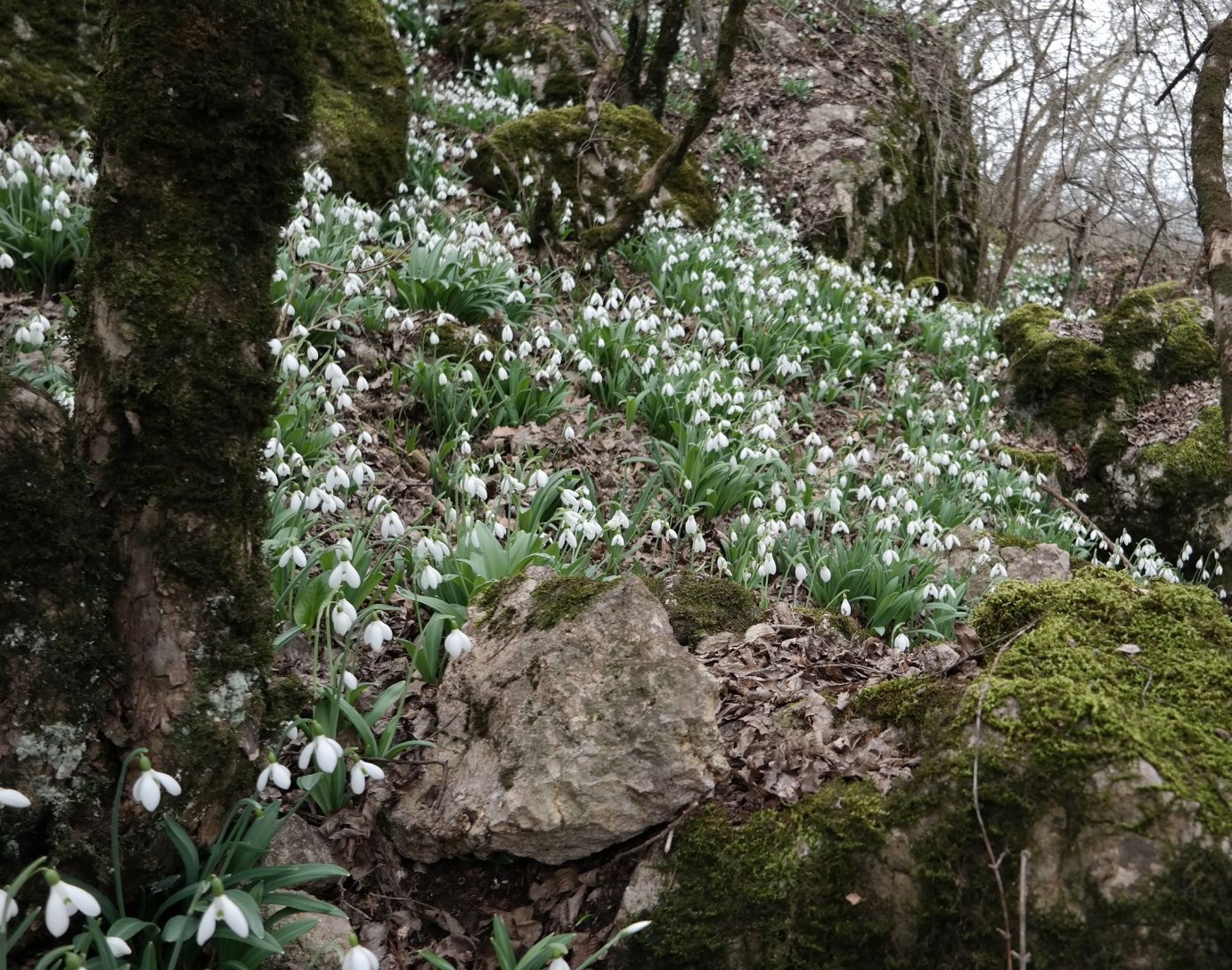 Изображение особи Galanthus plicatus.