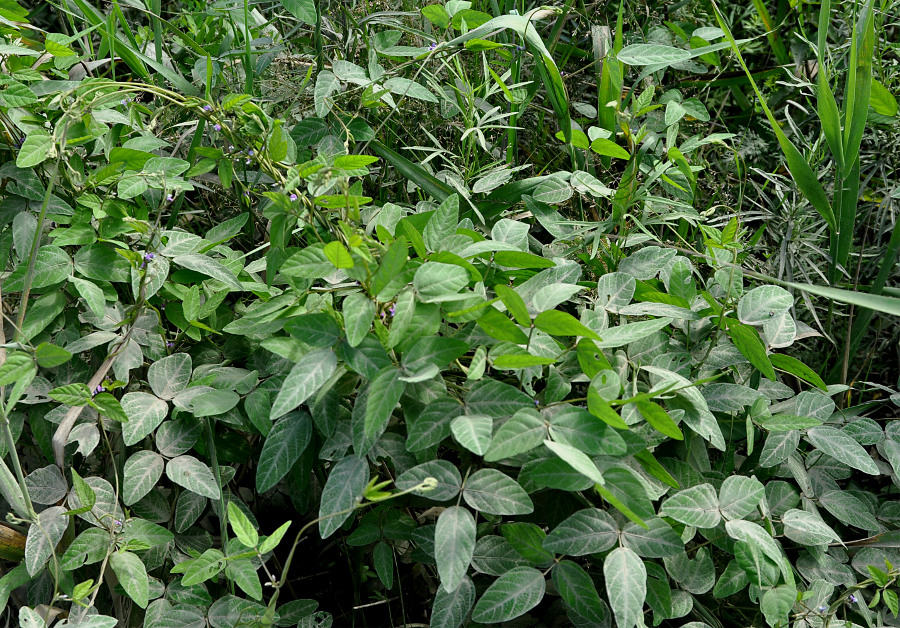 Image of Glycine soja specimen.