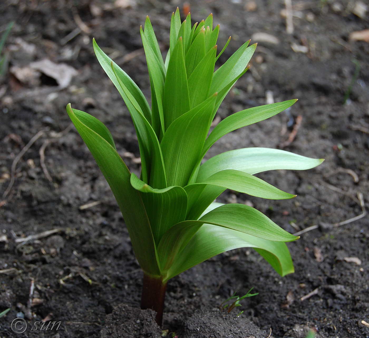 Image of Fritillaria imperialis specimen.