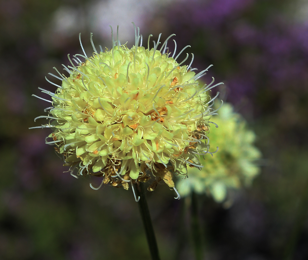 Image of Cephalaria uralensis specimen.