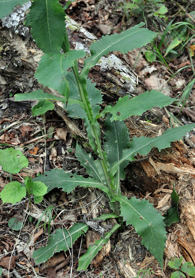 Image of Saussurea parviflora specimen.