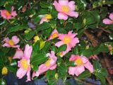 Camellia japonica