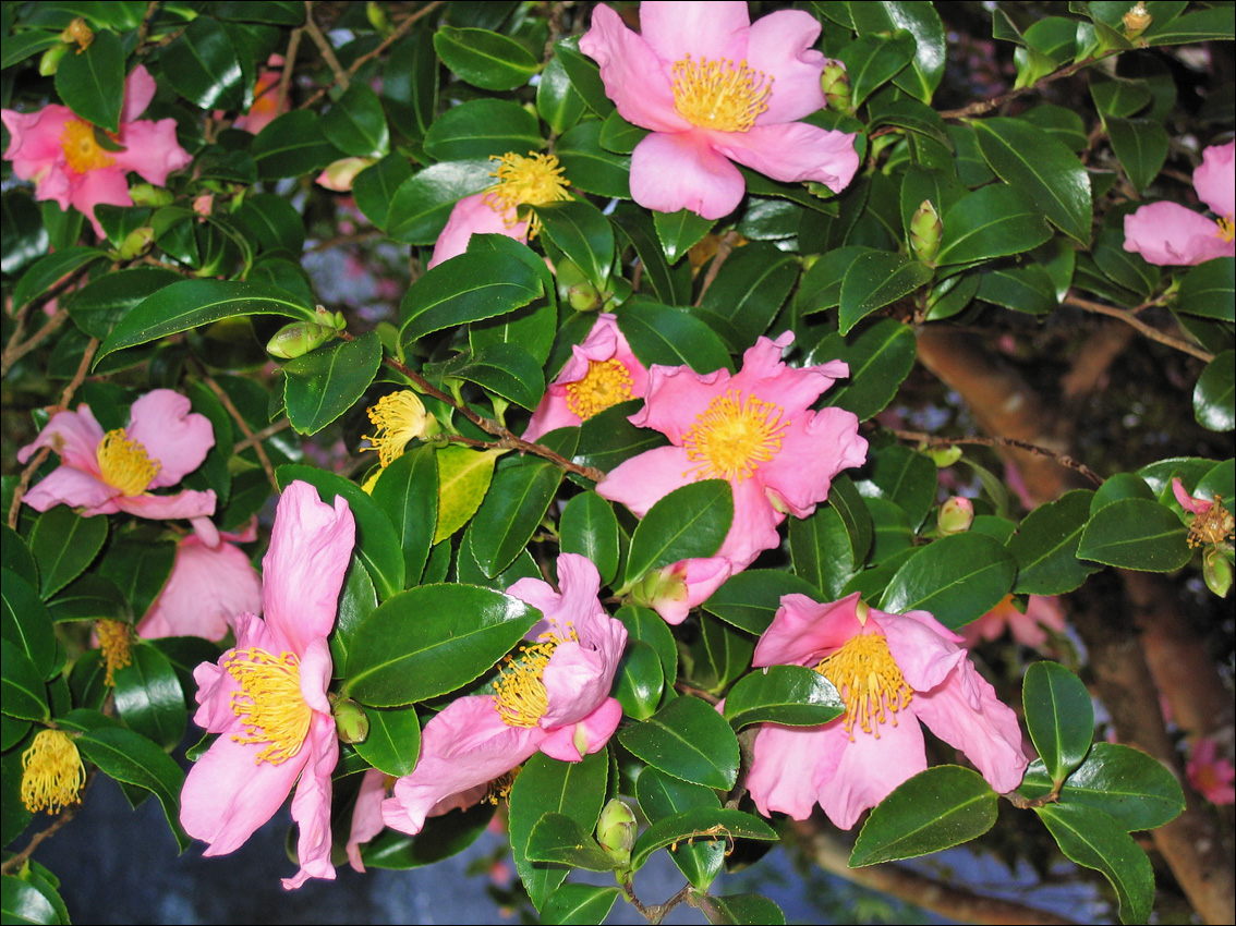 Image of Camellia japonica specimen.