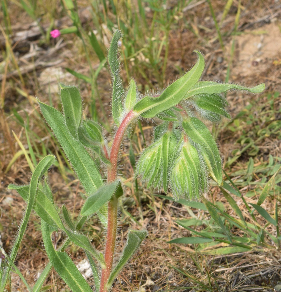 Image of Onosma dichroantha specimen.