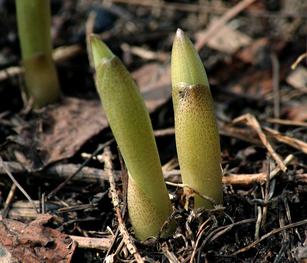 Image of Polygonatum multiflorum specimen.