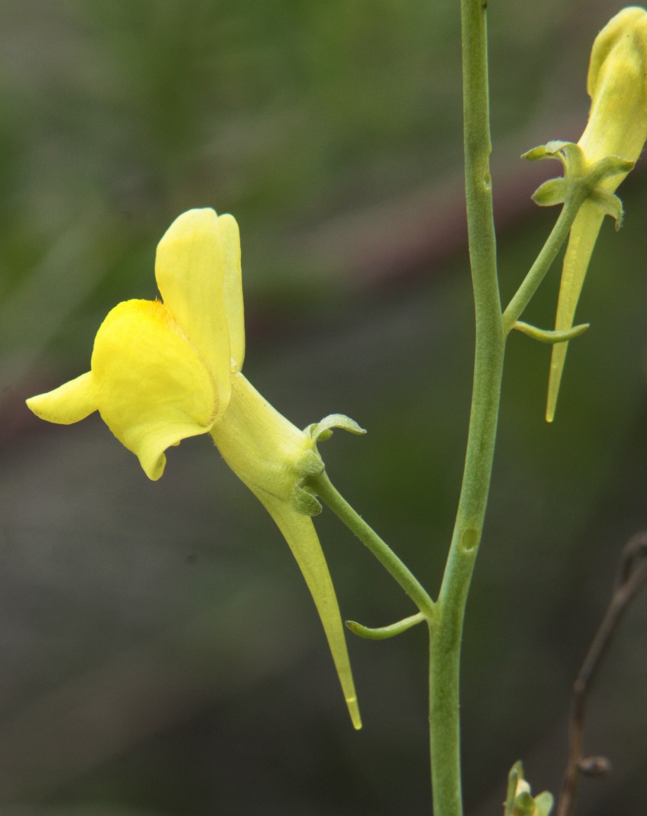 Изображение особи Linaria uralensis.