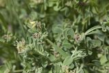 Coronilla coronata. Верхушка зацветающего растения. Ставропольский край, Кавказские Минеральные Воды, окр. г. Ессентуки, заказник \"Большой Ессентучок\". 13.05.2016.
