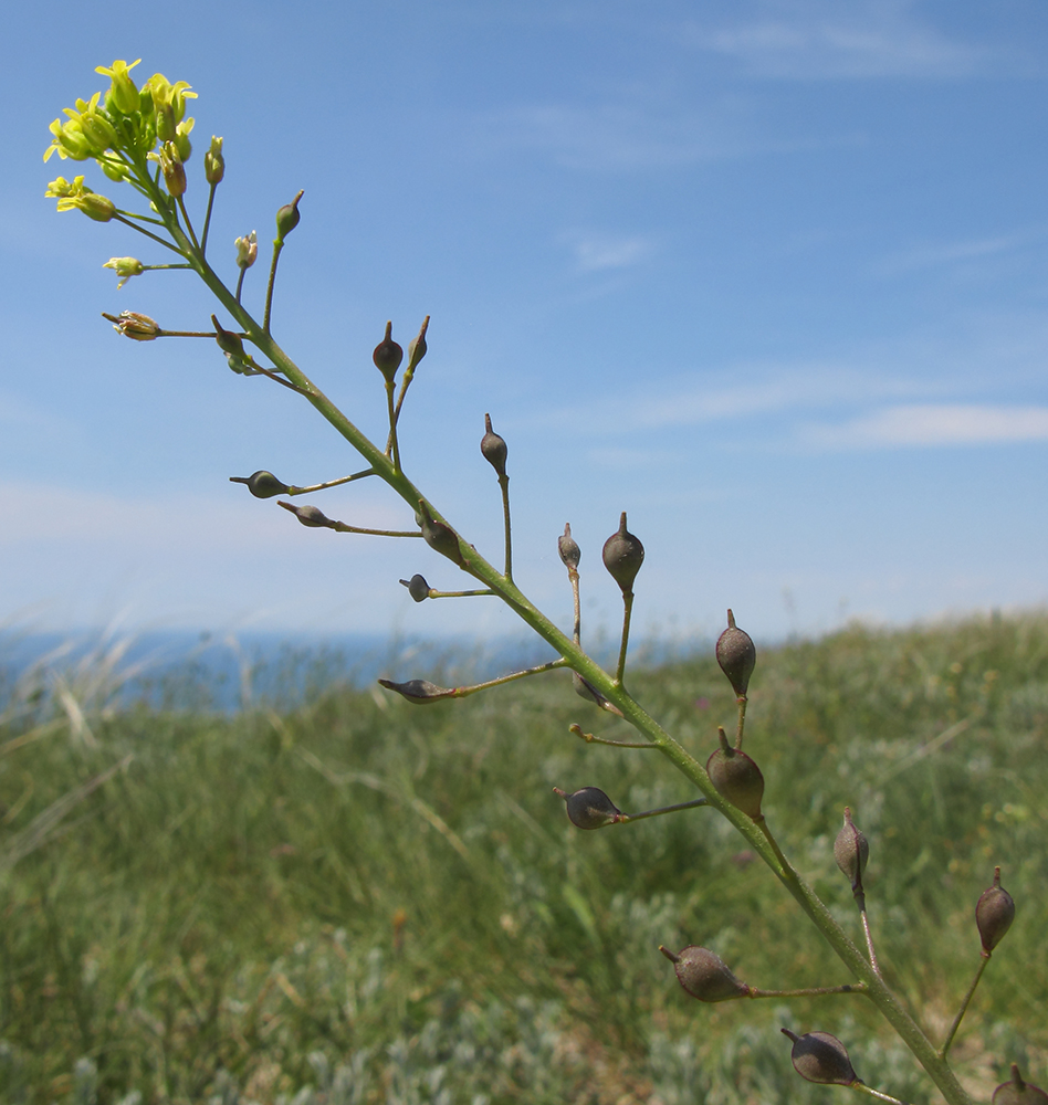 Image of Camelina microcarpa specimen.