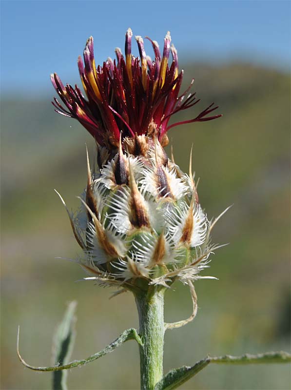 Image of Tomanthea daralaghezica specimen.