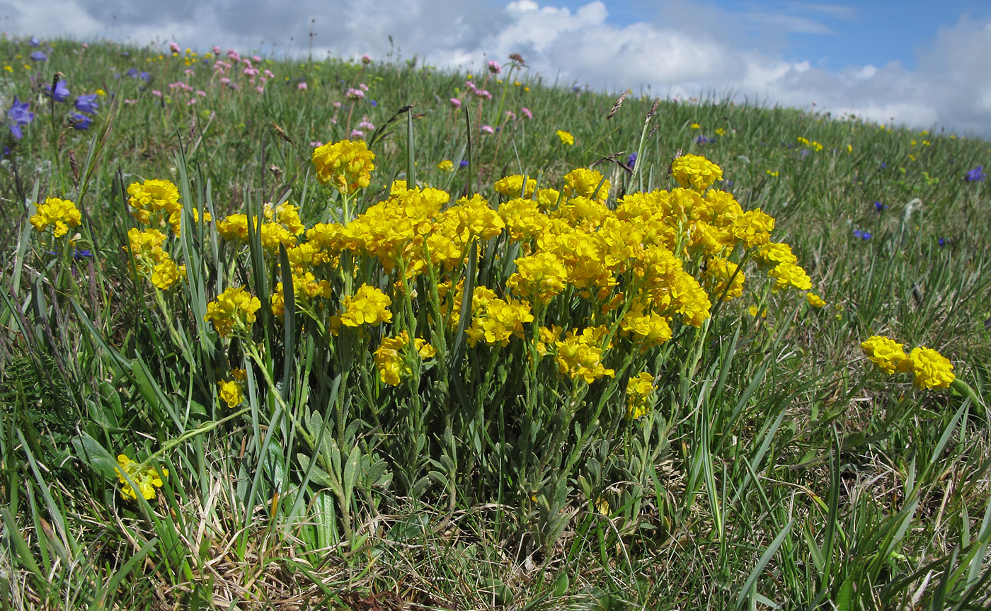 Image of Alyssum oschtenicum specimen.