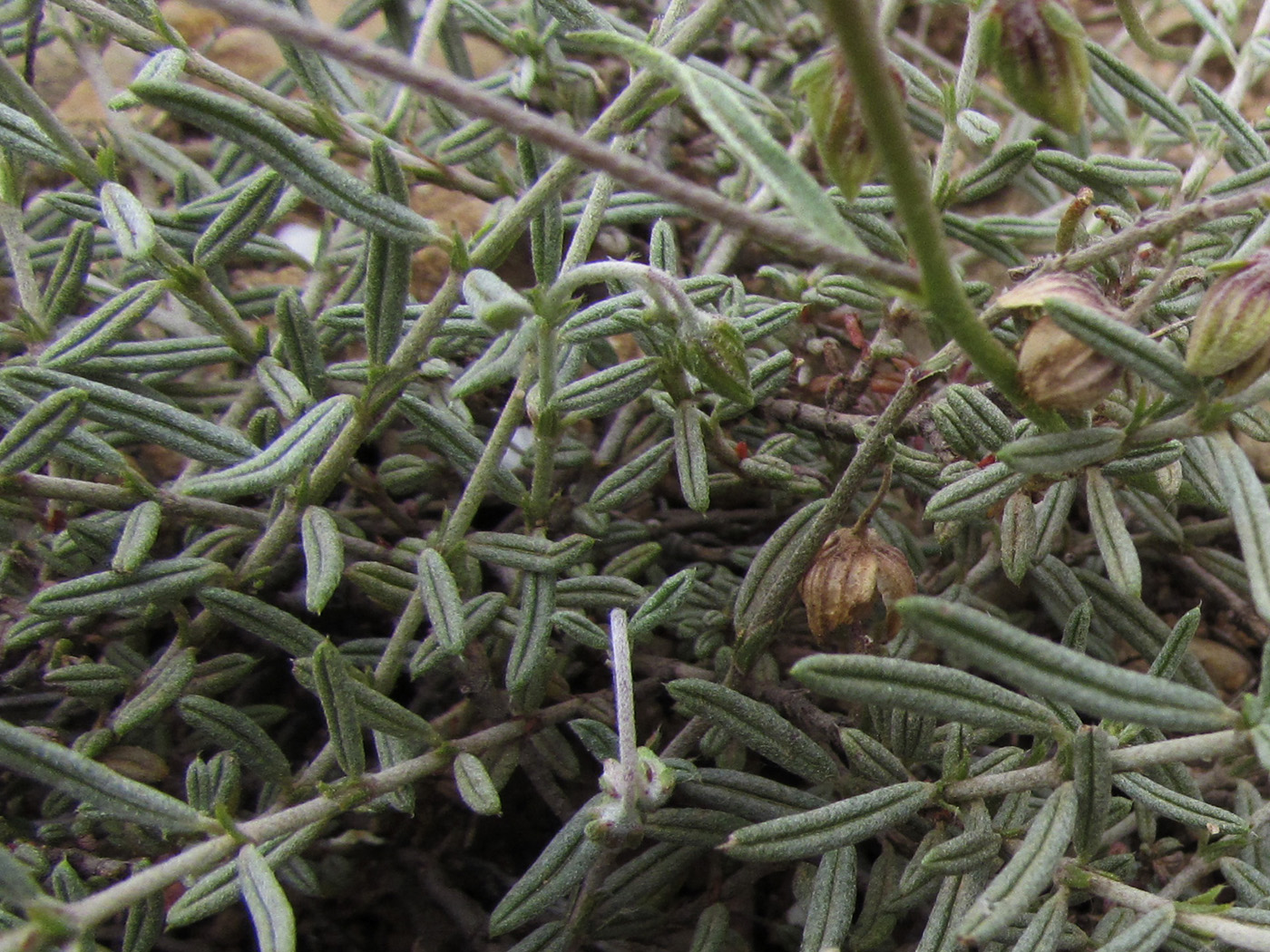 Изображение особи Helianthemum apenninum.