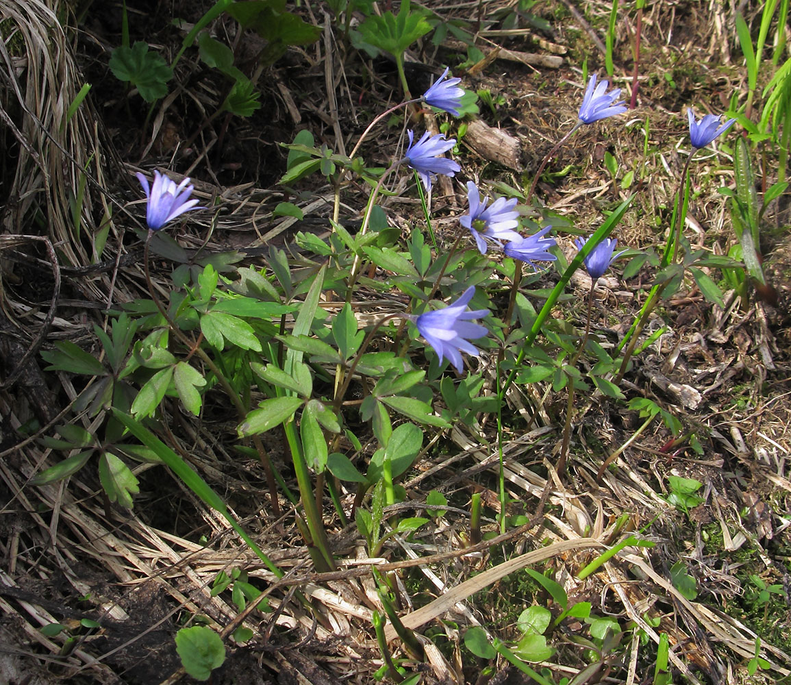 Image of Anemone caucasica specimen.