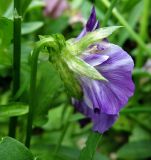 Viola wittrockiana. Распускающийся цветок (вид сбоку). Московская обл., г. Железнодорожный, сквер у Городской Администрации, в культуре. 24.06.2016.