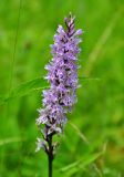 Dactylorhiza fuchsii. Соцветие. Московская обл., Сергиево-Посадский р-н, окр. дер. Тешилово, луг. 25.06.2016.