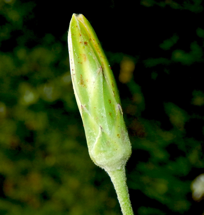 Image of Scorzonera taurica specimen.