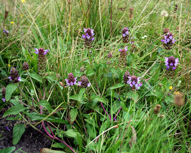 Изображение особи Prunella vulgaris.