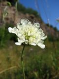 Scabiosa ochroleuca