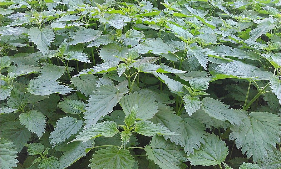 Image of Urtica dioica specimen.