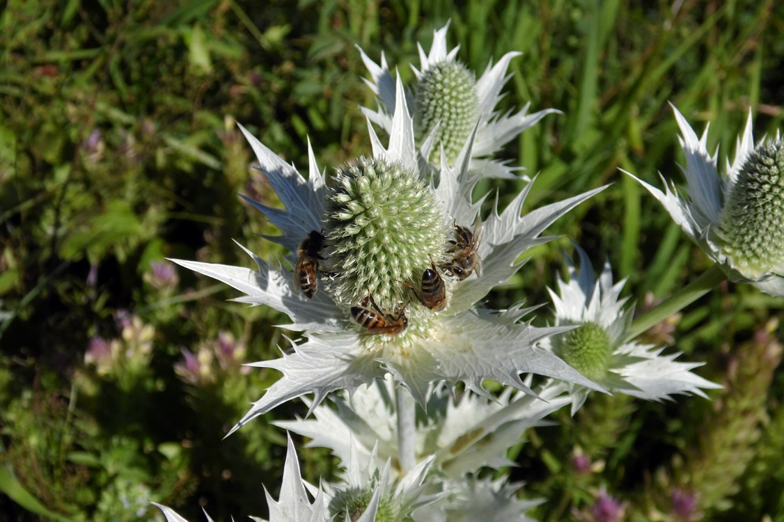 Изображение особи Eryngium giganteum.